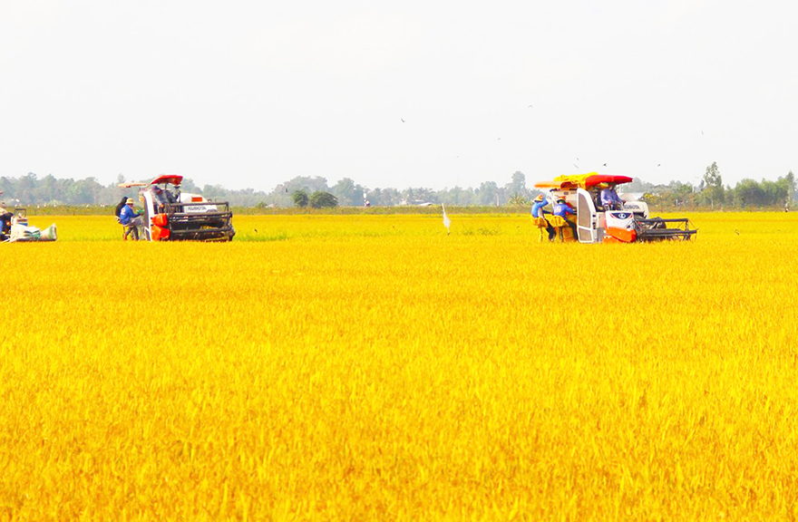 01 triệu héc-ta lúa chất lượng cao: Phát triển “Tam nông” bền vững - ảnh 1 Hình ảnh: 01 triệu héc-ta lúa chất lượng cao: Phát triển “Tam nông” bền vững số 1